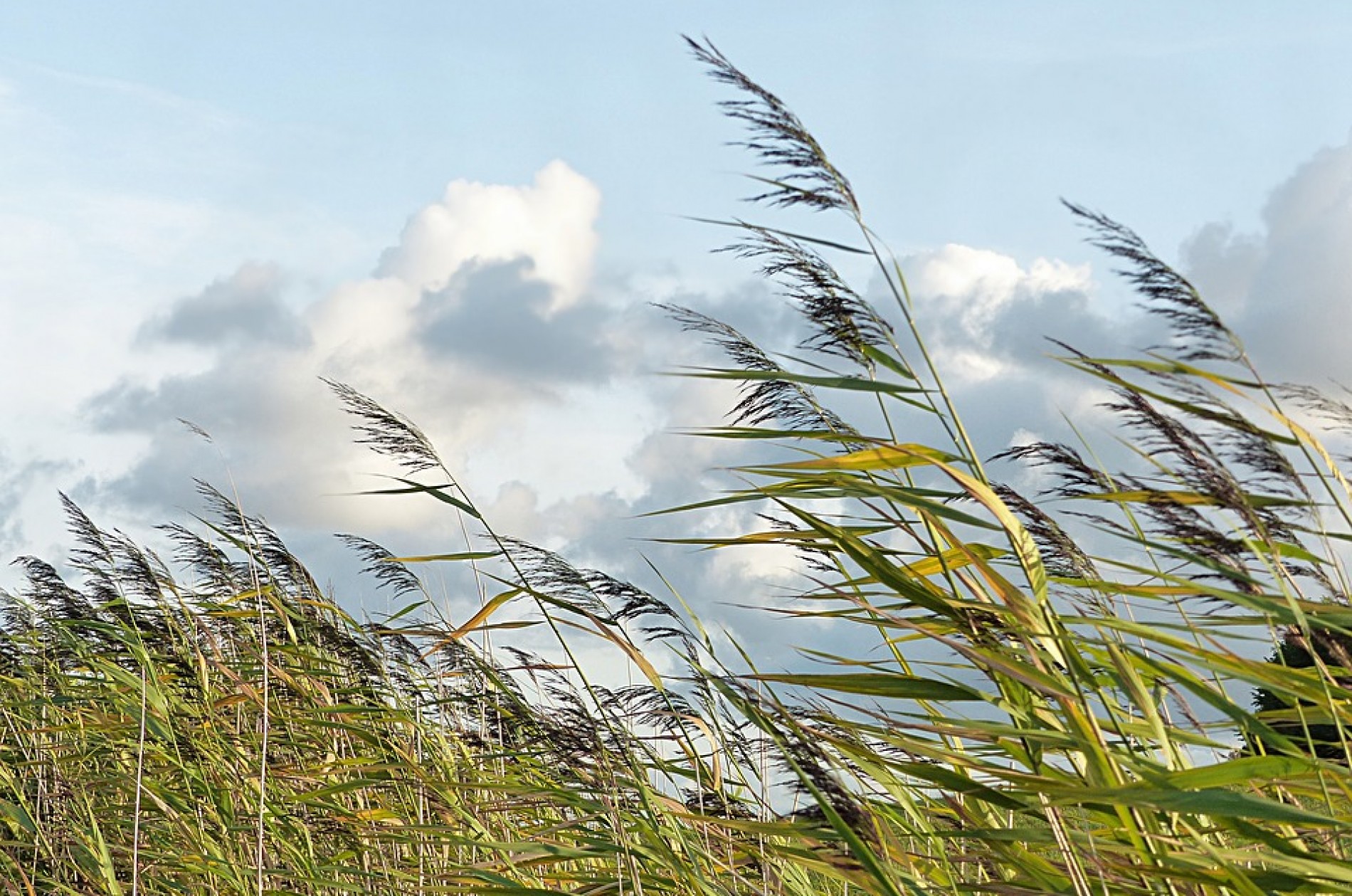 Wind blowing plants