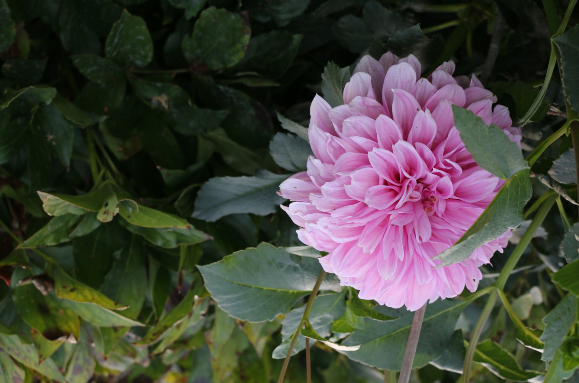 Pink flower in garden