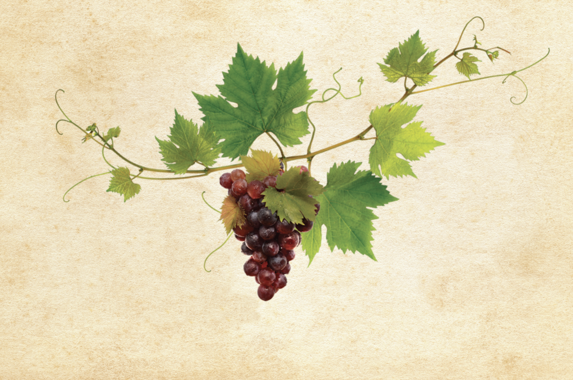 Grapevine on parchment