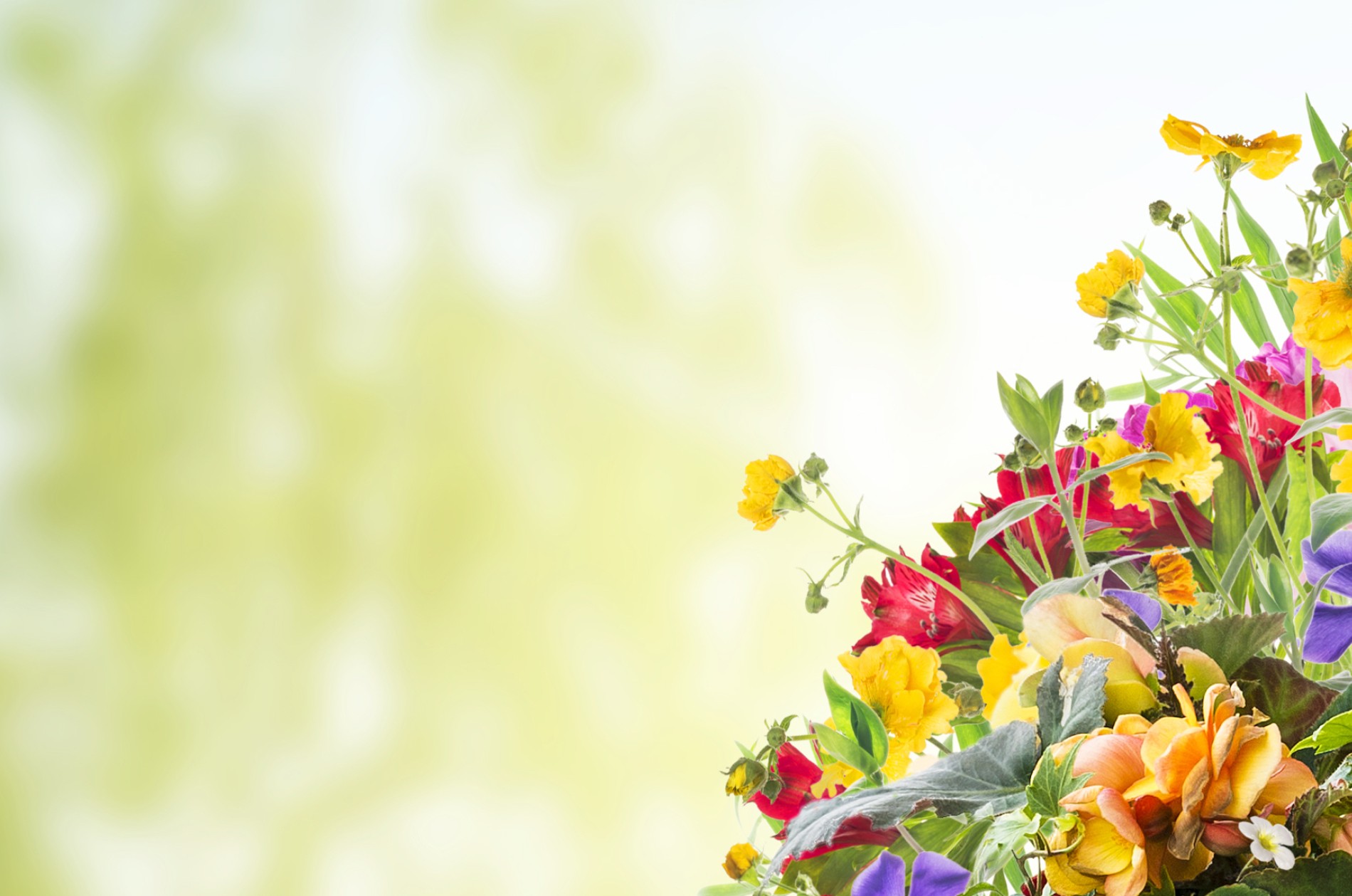 Colorful floral array against a faded natural green background