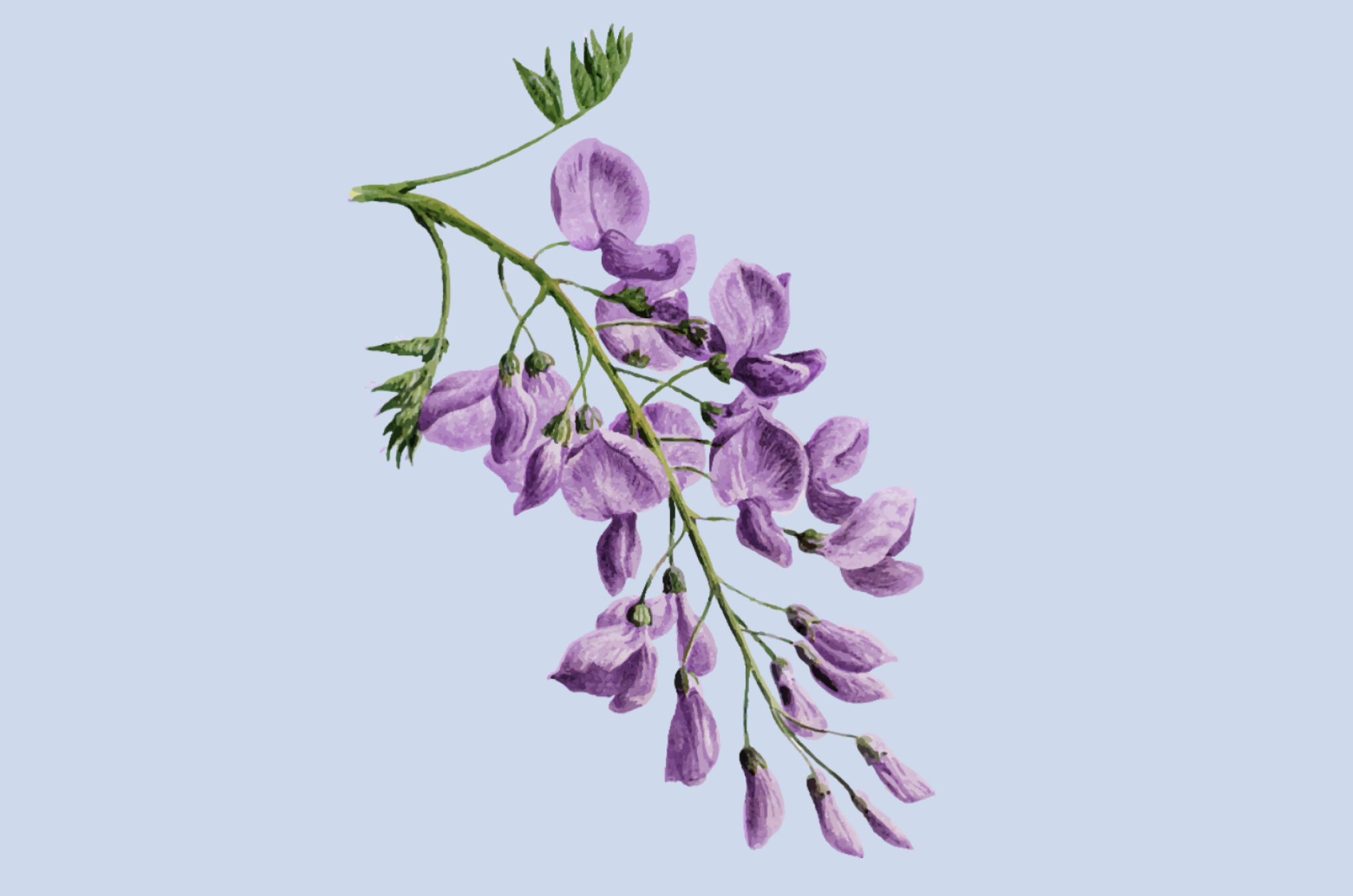 An artistic representation of a wisteria branch on a pale lavender ground.