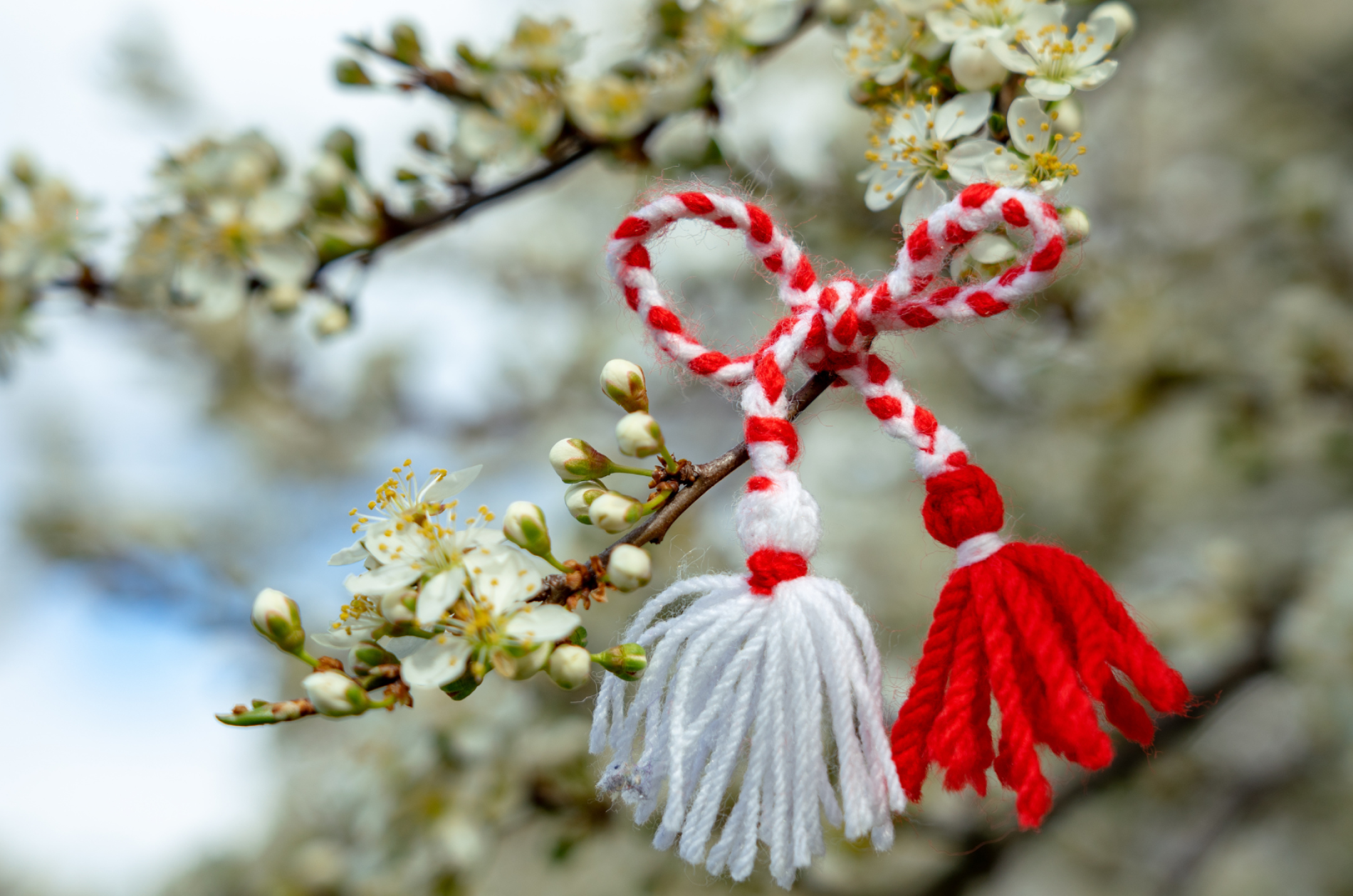 Bulgarian Martenitsa - red and white tasseled bow tied onto a flowering outdoor branch.